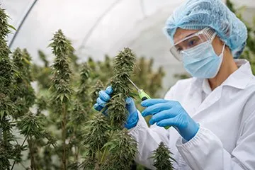 Cannabis Testing Lab